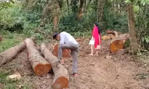 ಬೇಲೂರಿನಲ್ಲಿ ನೂರಾರು ಮರಗಳ ಮಾರಣ ಹೋಮ: ಕಾಡುಗಳ್ಳರ ಪತ್ತೆಗೆ ಕ್ರಮ ಕೈಗೊಳ್ಳದ ಅರಣ್ಯಾಧಿಕಾರಿಗಳ ವಿರುದ್ಧ ಕ್ರಮಕ್ಕೆ ಆಗ್ರಹ