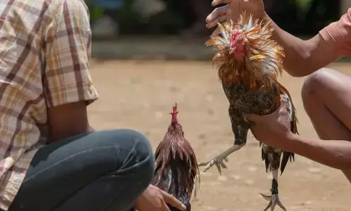 ಮಣಿಪಾಲ: ಕೋಳಿ ಅಂಕಕ್ಕೆ ದಾಳಿ; ಗ್ರಾ.ಪಂ ಸದಸ್ಯ ಸಹಿತ 11 ಮಂದಿಯ ಬಂಧನ