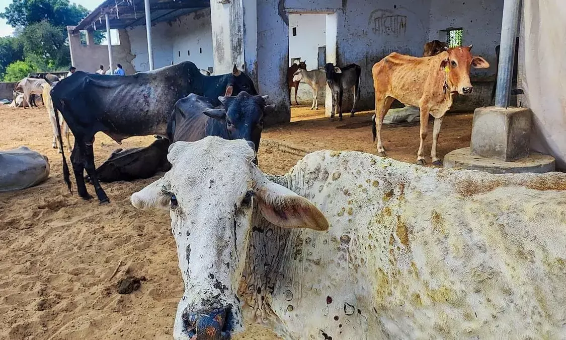 ಚರ್ಮಗಂಟು ರೋಗದಿಂದ ಜಾನುವಾರುಗಳ ಸಾವು: ಕೇಂದ್ರ ಸರಕಾರದ ಅಂಕಿಅಂಶಗಳ ಬಗ್ಗೆ ಸದನ ಸಮಿತಿ ಶಂಕೆ