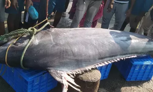 ಮಲ್ಪೆ: ಬಲೆಗೆ ಬಿದ್ದ 400 ಕೆ.ಜಿ. ತೂಕದ ಬೃಹತ್ ಮಡಲು ಮೀನು!