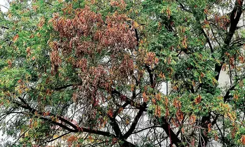 ಎಚ್ಚರಿಕೆ ಗಂಟೆಯಾದೀತೇ ಮರಗಳ ಕಾಯಿಲೆ?