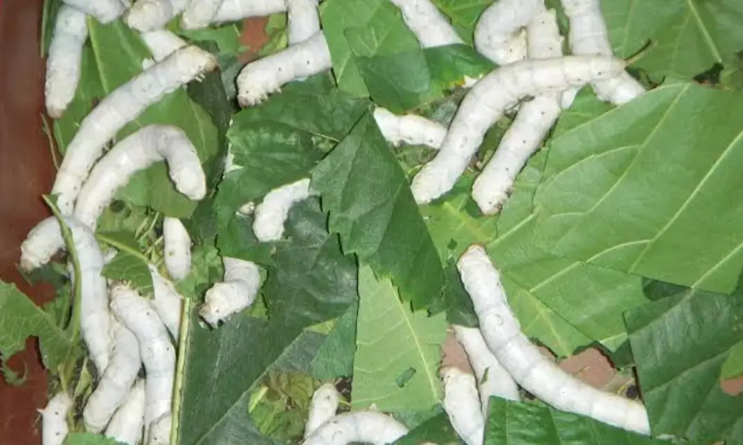 ರೇಷ್ಮೆ ಹುಳುಗಳಲ್ಲಿ ಹಾಲು ತೊಂಡೆ, ಸುಣ್ಣಕಟ್ಟು ರೋಗ