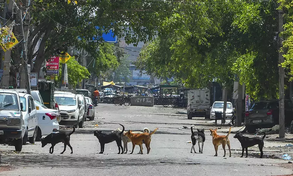 ಬೀದಿ ನಾಯಿ ದಾಳಿಗೆ ನಾಲ್ಕು ತಿಂಗಳ ಮಗು ಸಾವು