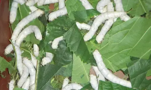 ರೇಷ್ಮೆ ಹುಳುಗಳಲ್ಲಿ ಹಾಲು ತೊಂಡೆ, ಸುಣ್ಣಕಟ್ಟು ರೋಗ