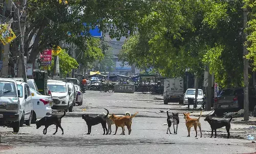 ಬೀದಿ ನಾಯಿ ದಾಳಿಗೆ ನಾಲ್ಕು ತಿಂಗಳ ಮಗು ಸಾವು