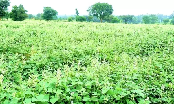 ಚಳಿಗಾಲದ ಬಿಸಿಯೂಟಕ್ಕೆ ಅವರೆಕಾಯಿ ಘಮಲು