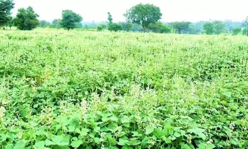 ಚಳಿಗಾಲದ ಬಿಸಿಯೂಟಕ್ಕೆ ಅವರೆಕಾಯಿ ಘಮಲು