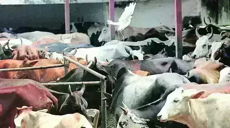 ಗೋವು ಕಳ್ಳಸಾಗಣೆ ವೇಳೆ ಜಟಾಪಟಿ: 10 ಮಂದಿ ಬಜರಂಗ ದಳ ಕಾರ್ಯಕರ್ತರಿಗೆ ಗಾಯ