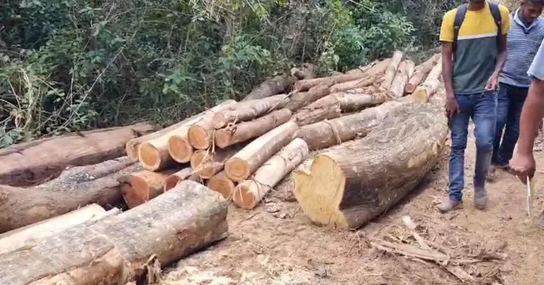 ಸರ್ಕಾರಿ ಗೋಮಾಳದಲ್ಲಿ ಅಕ್ರಮವಾಗಿ ಮರ ಕಡಿತಲೆ ಪ್ರಕರಣ ; ಹಾಸನ ವಿಭಾಗದ ಉಪ ಅರಣ್ಯ ಸಂರಕ್ಷಣಾಧಿಕಾರಿ ಸೇರಿದಂತೆ, ನಾಲ್ವರ ಅಮಾನತು