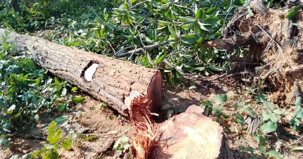 ಆದಿವಾಸಿ ಪ್ರದೇಶಗಳಲ್ಲಿ ಕಲ್ಲಿದ್ದಲು ಗಣಿಗಾರಿಕೆ ಪುನಾರಂಭಿಸಿದ ಛತ್ತೀಸ್ ಗಢದ ನೂತನ ಬಿಜೆಪಿ ಸರ್ಕಾರ!