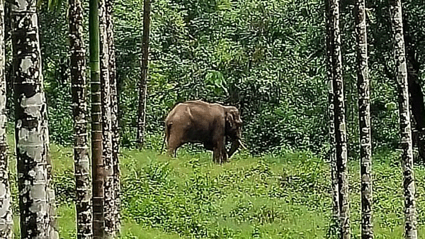 ಬೇಲೂರು| ಕಾಡಾನೆ ತುಳಿತಕ್ಕೆ ಕಾರ್ಮಿಕ ಸಾವು