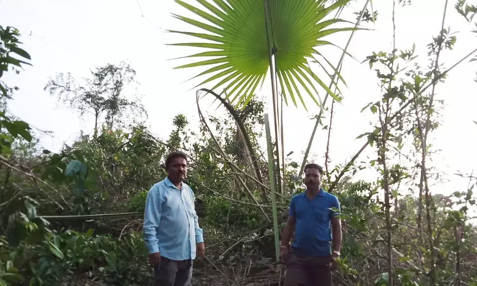 ಆತ್ರಾಡಿಯಲ್ಲಿ ಕೆಂಪು ಪಟ್ಟಿಗೆ ಸೇರಿದ ನಾಲ್ಕು ಶ್ರೀತಾಳೆ ಮರ ಪತ್ತೆ