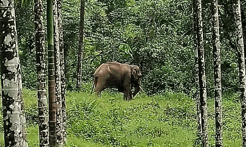 ಬೇಲೂರು| ಕಾಡಾನೆ ತುಳಿತಕ್ಕೆ ಕಾರ್ಮಿಕ ಸಾವು