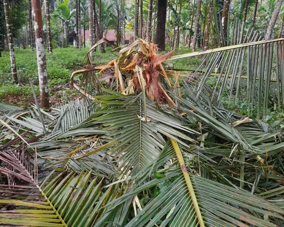 ಜಾಲ್ಸೂರು ಮತ್ತು ಮಂಡೆಕೋಲಿನಲ್ಲಿ ಕೃಷಿ ತೋಟಕ್ಕೆ ಕಾಡಾನೆಗಳ ದಾಳಿ
