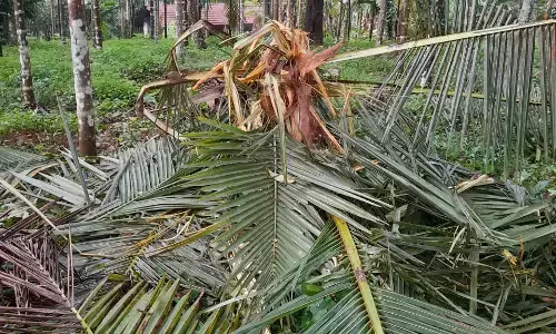 ಜಾಲ್ಸೂರು ಮತ್ತು ಮಂಡೆಕೋಲಿನಲ್ಲಿ ಕೃಷಿ ತೋಟಕ್ಕೆ ಕಾಡಾನೆಗಳ ದಾಳಿ