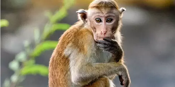 ಶಿವಮೊಗ್ಗ: ಮಂಗನ ಕಾಯಿಲೆಗೆ 18 ವರ್ಷದ ಯುವತಿ ಬಲಿ