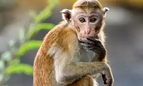 ಶಿವಮೊಗ್ಗ: ಮಂಗನ ಕಾಯಿಲೆಗೆ 18 ವರ್ಷದ ಯುವತಿ ಬಲಿ