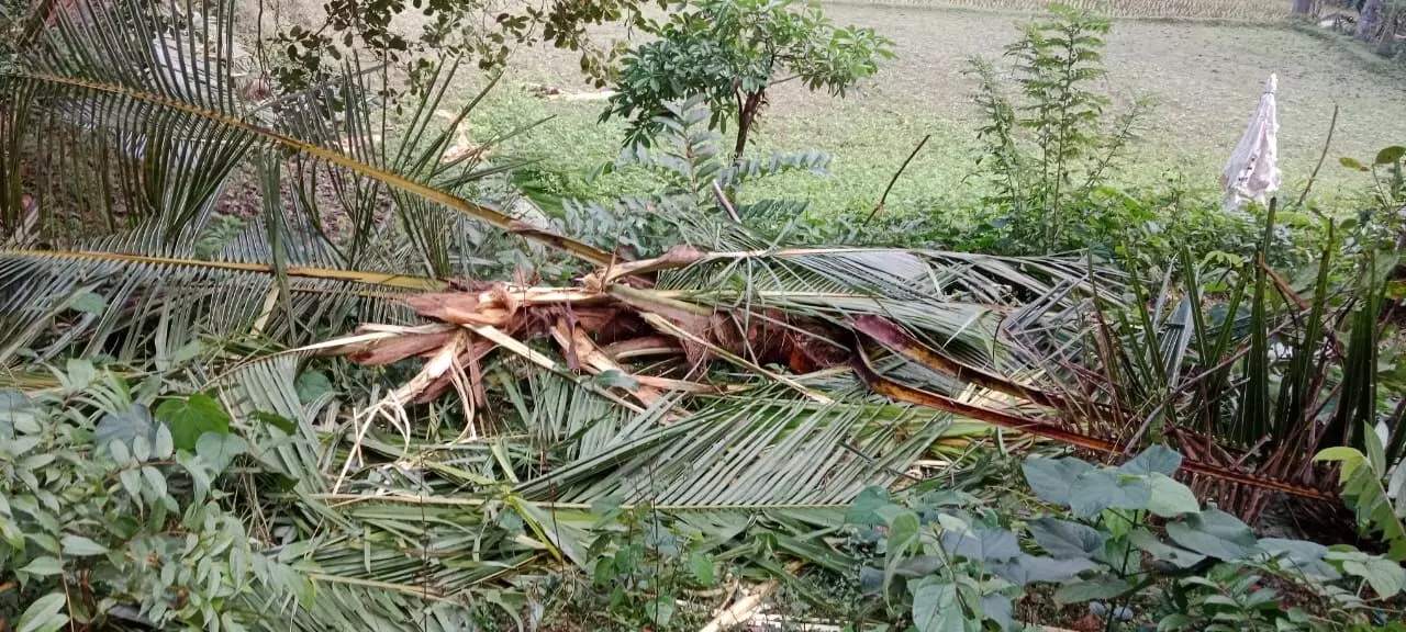 ಧರ್ಮಸ್ಥಳ: ತೋಟಕ್ಕೆ ನುಗ್ಗಿದ ಕಾಡಾನೆ; ಕೃಷಿ ಹಾನಿ