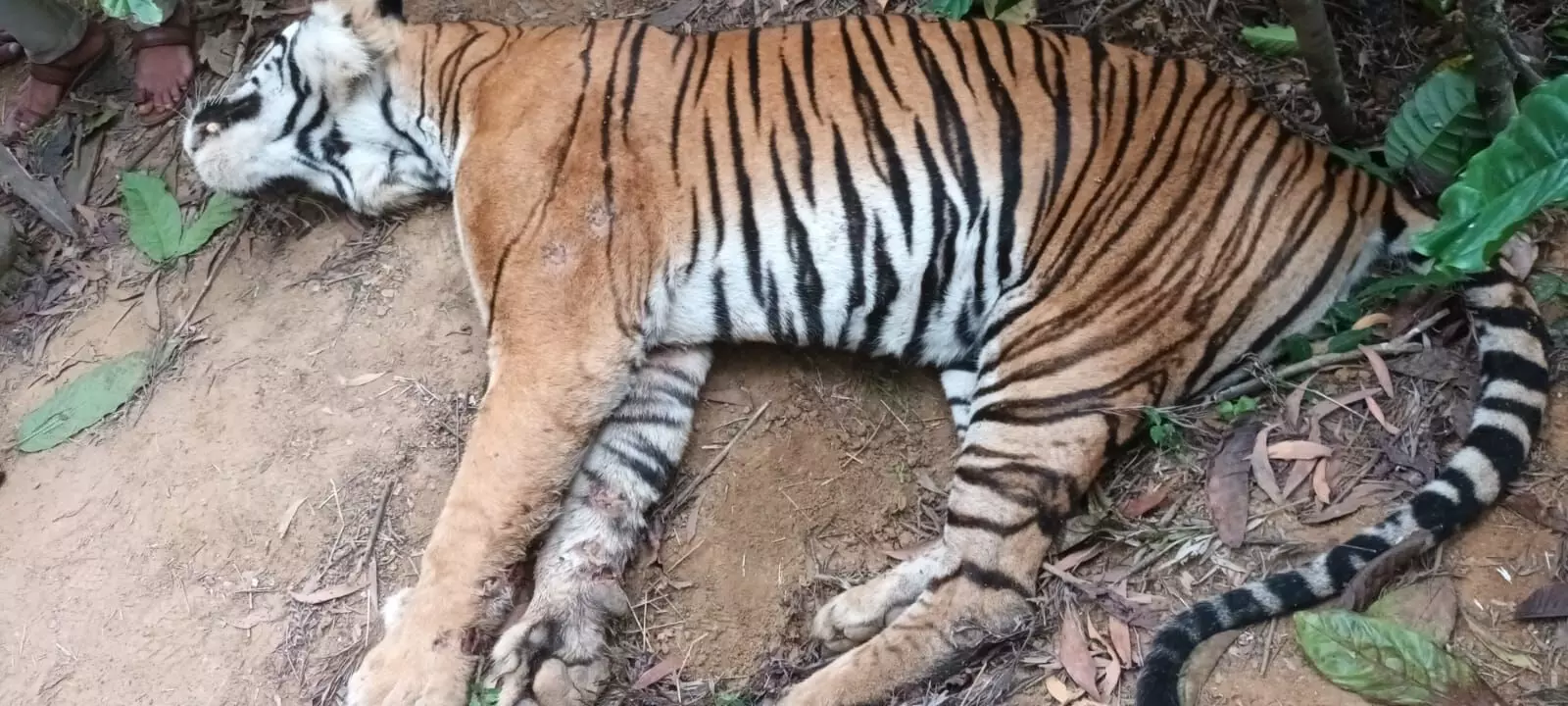 ಮಡಿಕೇರಿ: ಕಾಫಿ ತೋಟದಲ್ಲಿ ಹುಲಿಯ ಮೃತದೇಹ ಪತ್ತೆ
