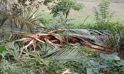 ಧರ್ಮಸ್ಥಳ: ತೋಟಕ್ಕೆ ನುಗ್ಗಿದ ಕಾಡಾನೆ; ಕೃಷಿ ಹಾನಿ