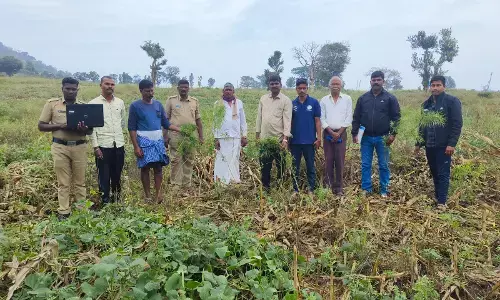 ಹನೂರು| ಅಕ್ರಮವಾಗಿ ಗಾಂಜಾ ಗಿಡಗಳನ್ನು ಬೆಳೆದಿದ್ದ ಆರೋಪ: ಓರ್ವ ಬಂಧನ