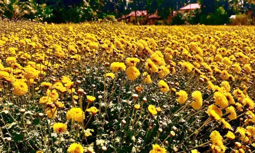 ಹೆಮ್ಮಾಡಿ: ರೈತರ ನಿರೀಕ್ಷೆ ಮಟ್ಟಕ್ಕೆ ಬಾರದ ಸೇವಂತಿಗೆ ಬೆಳೆ