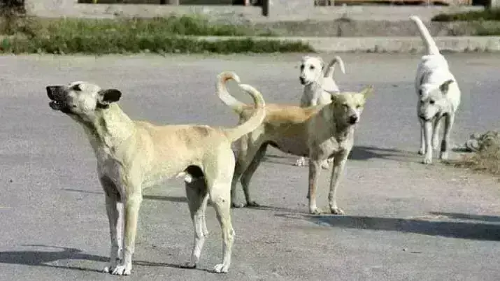 ನಾಯಿ ದಾಳಿಗೆ ಸಿಲುಕಿ ಏಳು ತಿಂಗಳ ಮಗು ಮೃತ್ಯು