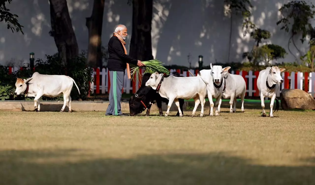 ಮಕರ ಸಂಕ್ರಾಂತಿ ಪ್ರಯುಕ್ತ ತಮ್ಮ ನಿವಾಸದಲ್ಲಿ ಗೋವುಗಳಿಗೆ ಮೇವು ತಿನ್ನಿಸಿದ ಪ್ರಧಾನಿ ಮೋದಿ ಮಕರ ಸಂಕ್ರಾಂತಿ ಪ್ರಯುಕ್ತ ತಮ್ಮ ನಿವಾಸದಲ್ಲಿ ಗೋವುಗಳಿಗೆ ಮೇವು ತಿನ್ನಿಸಿದ ಪ್ರಧಾನಿ ಮೋದಿ