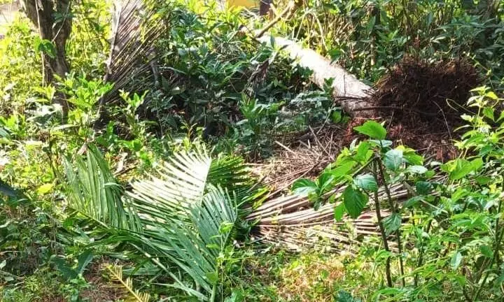 ಸಂಪಾಜೆ ಬಂಟೋಡಿಯಲ್ಲಿ ಮುಂದುವರಿದ ಕಾಡಾನೆ ಹಾವಳಿ ಸಂಪಾಜೆ ಬಂಟೋಡಿಯಲ್ಲಿ ಮುಂದುವರಿದ ಕಾಡಾನೆ ಹಾವಳಿ