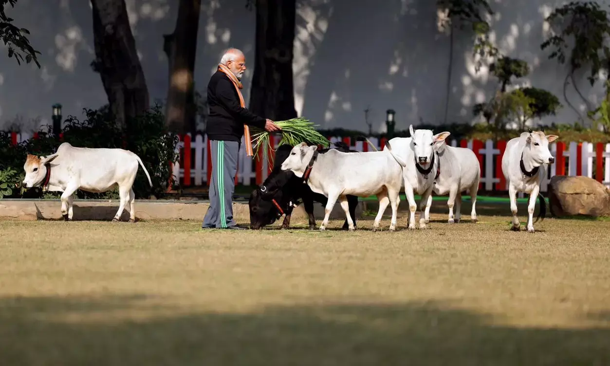 ಮಕರ ಸಂಕ್ರಾಂತಿ ಪ್ರಯುಕ್ತ ತಮ್ಮ ನಿವಾಸದಲ್ಲಿ ಗೋವುಗಳಿಗೆ ಮೇವು ತಿನ್ನಿಸಿದ ಪ್ರಧಾನಿ ಮೋದಿ