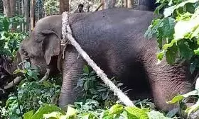 ಹಾಸನ: ಗ್ರಾಮಸ್ಥರ  ನಿದ್ದೆಗೆಡಿಸಿದ್ದ ಕಾಡಾನೆ ಸೆರೆ