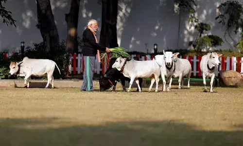 ಮಕರ ಸಂಕ್ರಾಂತಿ ಪ್ರಯುಕ್ತ ತಮ್ಮ ನಿವಾಸದಲ್ಲಿ ಗೋವುಗಳಿಗೆ ಮೇವು ತಿನ್ನಿಸಿದ ಪ್ರಧಾನಿ ಮೋದಿ