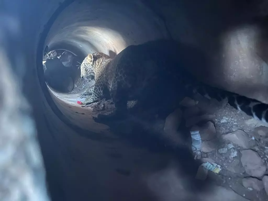 ಮೈಸೂರು| ಪೈಪ್ ಲೈನ್ ಒಳಗೆ ಸಿಲುಕಿದ್ದ ಎರಡು ಚಿರತೆಗಳ ರಕ್ಷಣೆ ಮೈಸೂರು| ಪೈಪ್ ಲೈನ್ ಒಳಗೆ ಸಿಲುಕಿದ್ದ ಎರಡು ಚಿರತೆಗಳ ರಕ್ಷಣೆ