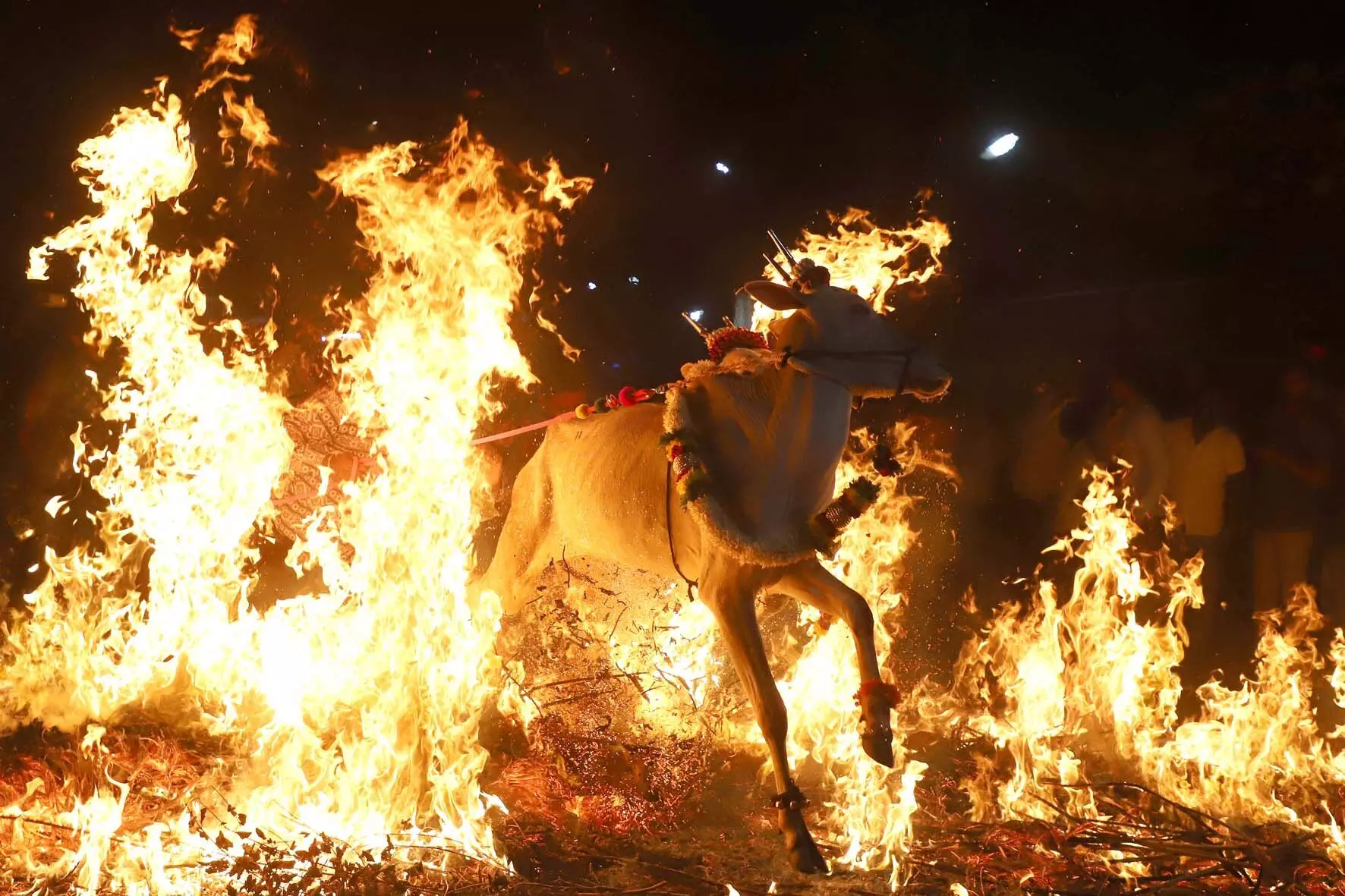 PHOTOS| ಸಂಕ್ರಾಂತಿ ಸಂಭ್ರಮ :  ಬೆಂಗಳೂರಿನ ಮಂಗನಹಳ್ಳಿಯಲ್ಲಿ ಸಂಕ್ರಾಂತಿ ಅಂಗವಾಗಿ ಎತ್ತುಗಳನ್ನು ಕಿಚ್ಚು ಹಾಯಿಸಿದ ಕ್ಷಣ…