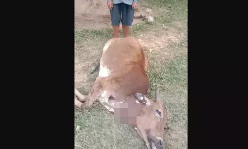 ಮಡಿಕೇರಿ: ಹುಲಿ ದಾಳಿಗೆ ಹಸು ಬಲಿ