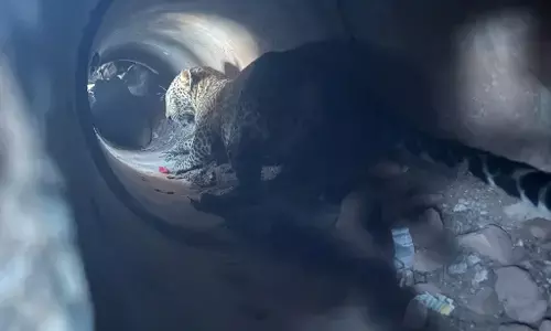 ಮೈಸೂರು|  ಪೈಪ್ ಲೈನ್ ಒಳಗೆ ಸಿಲುಕಿದ್ದ ಎರಡು ಚಿರತೆಗಳ ರಕ್ಷಣೆ