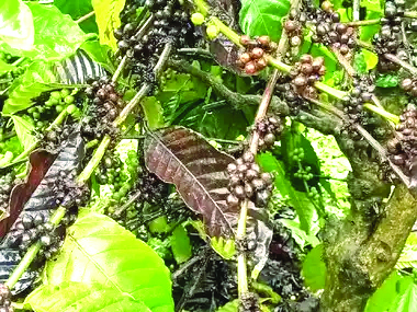 ಅಕಾಲಿಕ ಮಳೆ: ಗಿಡಗಳಲ್ಲೇ ಹಣ್ಣಾಗಿ ಕೊಳೆಯುತ್ತಿರುವ ಕಾಫಿ