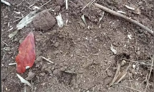 ಮರಿಯೊಂದಿಗೆ ಹುಲಿ ಸಂಚಾರ : ಕೊಡಗಿನ ವಿವಿಧೆಡೆ ಹುಲಿ ಆತಂಕ