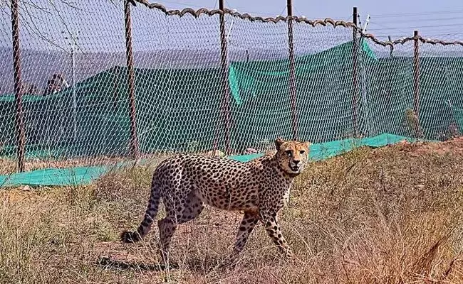 ಕುನೋ: 10ನೇ ಚೀತಾ ಸಾವು ಕುನೋ: 10ನೇ ಚೀತಾ ಸಾವು