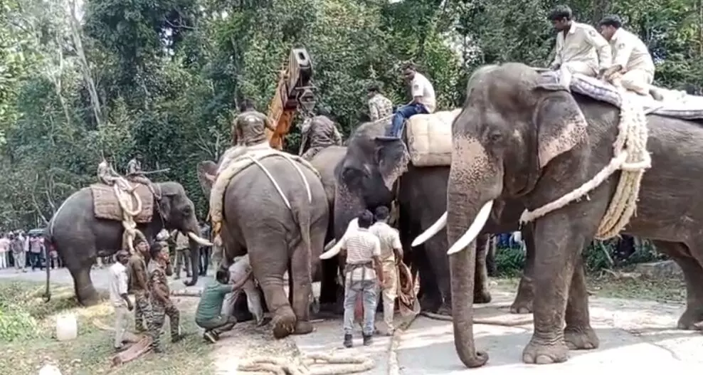 ಹಾಸನ| ಕಾಡಾನೆ ಸೆರೆ ಹಿಡಿದ ಅರಣ್ಯ ಇಲಾಖೆ ಸಿಬ್ಬಂದಿ.
