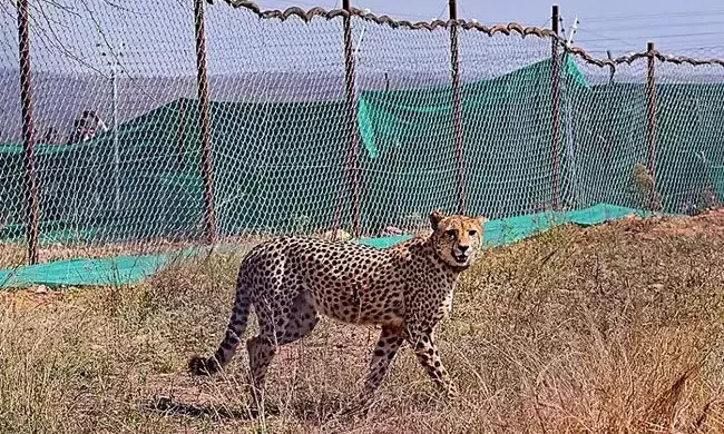 ಕುನೋ: 10ನೇ ಚೀತಾ ಸಾವು