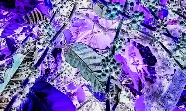 ಅಕಾಲಿಕ ಮಳೆ: ಗಿಡಗಳಲ್ಲೇ ಹಣ್ಣಾಗಿ ಕೊಳೆಯುತ್ತಿರುವ ಕಾಫಿ