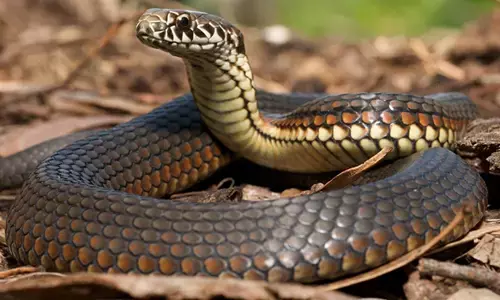 ಉಡುಪಿ ಜಿಲ್ಲೆಯಲ್ಲಿ ವಿಷದ ಹಾವು ಕಡಿತ ಪ್ರಕರಣ ಹೆಚ್ಚಳ!