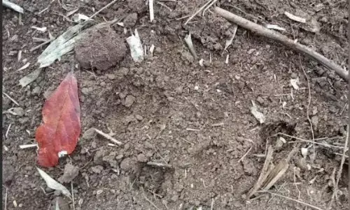 ಮರಿಯೊಂದಿಗೆ ಹುಲಿ ಸಂಚಾರ : ಕೊಡಗಿನ ವಿವಿಧೆಡೆ ಹುಲಿ ಆತಂಕ