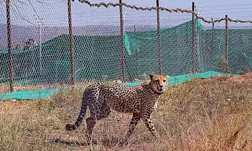 ಕುನೋ: 10ನೇ ಚೀತಾ ಸಾವು