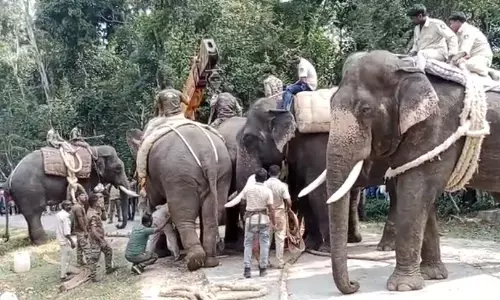 ಹಾಸನ| ಕಾಡಾನೆ ಸೆರೆ ಹಿಡಿದ ಅರಣ್ಯ ಇಲಾಖೆ ಸಿಬ್ಬಂದಿ.