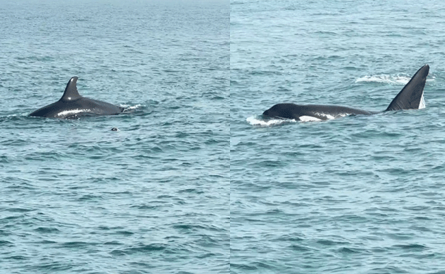 ಭಟ್ಕಳ: ನೇತ್ರಾಣಿ ದ್ವೀಪದ ಬಳಿ ಕಂಡು ಬಂದ ಜೋಡಿ ʼಕಿಲ್ಲರ್ ವೇಲ್ʼ! ಭಟ್ಕಳ: ನೇತ್ರಾಣಿ ದ್ವೀಪದ ಬಳಿ ಕಂಡು ಬಂದ ಜೋಡಿ ʼಕಿಲ್ಲರ್ ವೇಲ್ʼ!