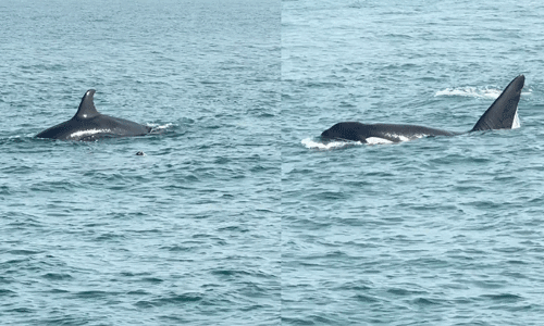 ಭಟ್ಕಳ: ನೇತ್ರಾಣಿ ದ್ವೀಪದ ಬಳಿ ಕಂಡು ಬಂದ ಜೋಡಿ ʼಕಿಲ್ಲರ್ ವೇಲ್ʼ!