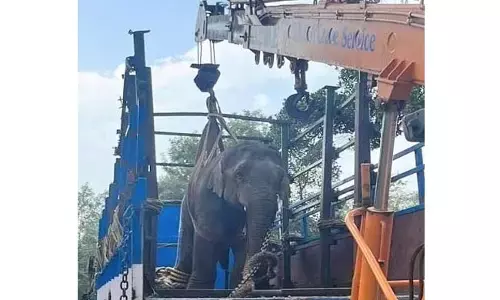 ಬೇಲೂರು| ಗ್ರಾಮೀಣ ಭಾಗದಲ್ಲಿ ಉಪಟಳ ನೀಡುತ್ತಿದ್ದ ಕಾಡಾನೆ ಸೆರೆ