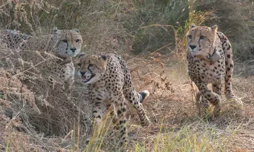 ಗೋಪ್ಯತೆ, ರಾಜಕೀಯ ದ್ವೇಷ ಮತ್ತು ಪ್ರತಿಷ್ಠೆಗಳೇ ಚೀತಾ ಪ್ರಾಜೆಕ್ಟ್‌ನ ಸಮಸ್ಯೆಗಳು: ದಕ್ಷಿಣ ಆಫ್ರಿಕಾ ತಜ್ಞ